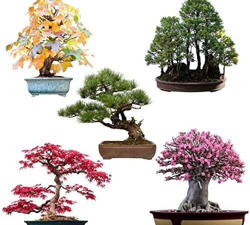 Semi di bonsai eccezionali con un alto tasso di germinazione - Set di semi di piante per il tuo albero bonsai (Set di 5 Pezzi, incluso eBook GRATUITO)