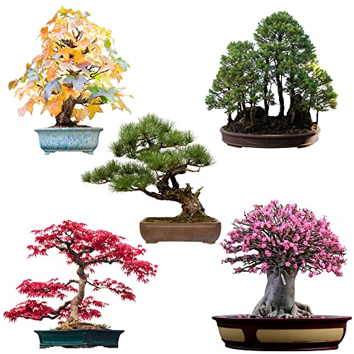 Miglior bonsai nel 2024 [basato su 50 valutazioni di esperti]